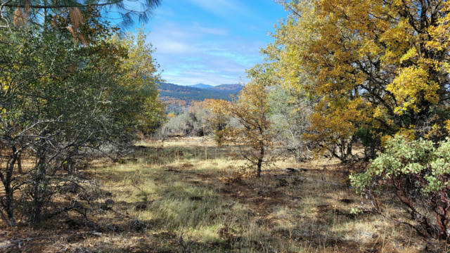 41 ACRES BACK WOODS DR, ROUND MOUNTAIN, CA 96084, photo 4 of 15